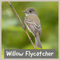 Willow Flycatcher